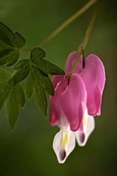 Bleeding Heart flowers Foto stock gratuite