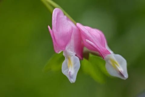 Bleeding Heart flowers Free Stock Photos