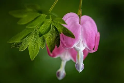 Bleeding Heart flowers Foto stock gratuite