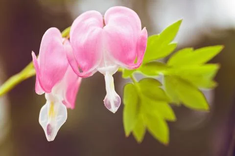 Bleeding Heart flowers Foto stock gratuite