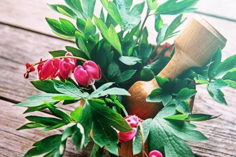Bleeding heart flowers Stock Photos