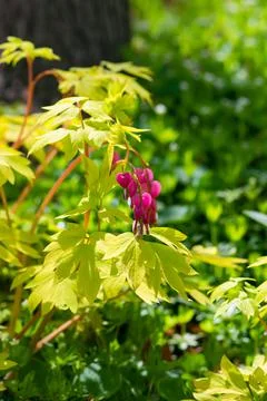 Bleeding Heart Flowers Stock Photos