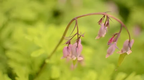 Bleeding heart Stock Footage 11865613