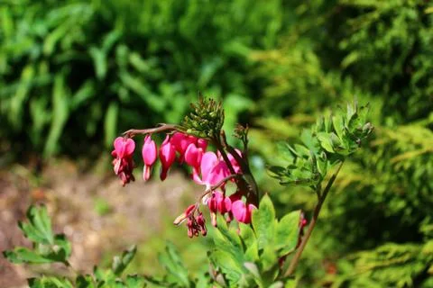 Bleeding heart in the garden Stock Photos