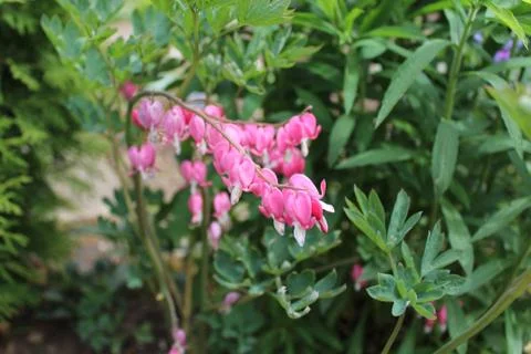 Bleeding heart in the garden Stock Photos
