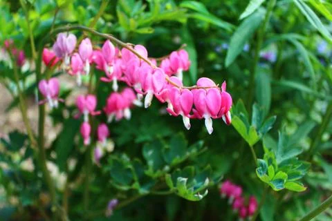 Bleeding heart in the garden Stock Photos