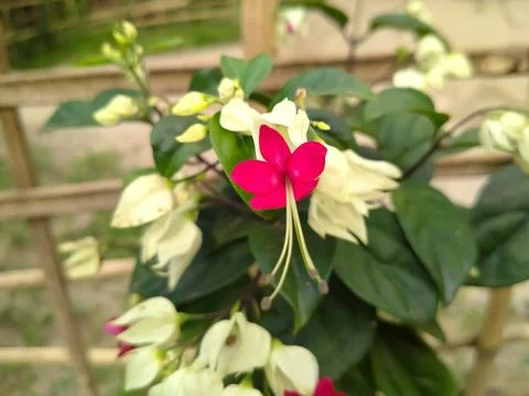 Bleeding heart glorybower Stock Photos