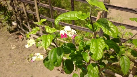 Bleeding heart glorybower red white flowers Stock Footage 157783738