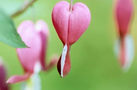 Bleeding heart hanging from tree, close-up Stock Photos