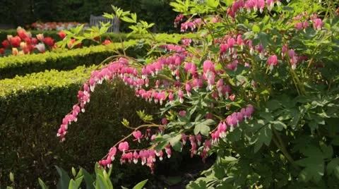 Bleeding heart (Lamprocapnos spectabilis syn. Dicentra spectabilis) Stock Footage 14004338