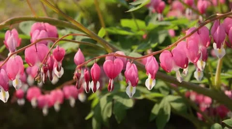 Bleeding heart (Lamprocapnos spectabilis syn. Dicentra spectabilis) Stock Footage 18078374