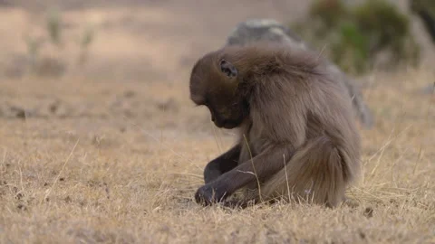 Bleeding-heart Monkey Eating Dried Grass In The Wilderness Of Simien Mountains Vidéo 315428772