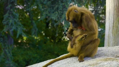 Bleeding heart monkey Stock Footage 141272379