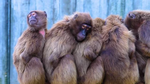 A Bleeding heart monkey group sitting close Stock Footage 143906444