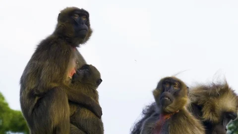 Bleeding heart monkey mom and baby. Video stock 116752643