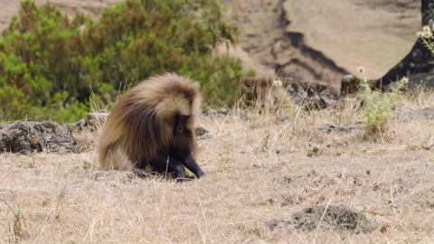 Bleeding-heart Monkey Of Simien Mountains In Northern Ethiopia. Close-up Shot Stock-Footage 315490395