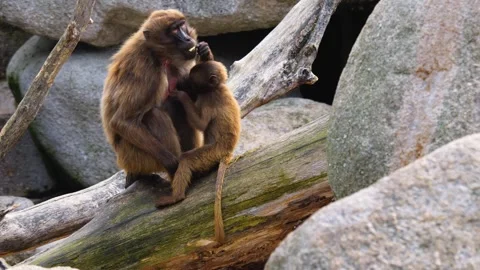 Bleeding heart monkeys Stock Footage 252643313