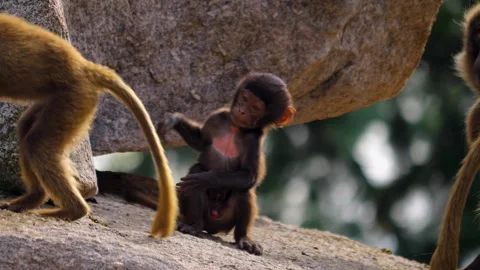 Bleeding heart monkeys Stock Footage 252643397