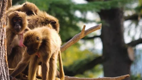 Bleeding heart monkeys Stock Footage 252643459