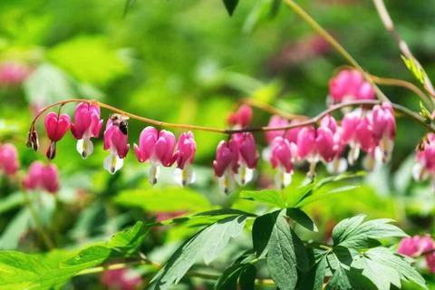 Bleeding heart Stock Photos