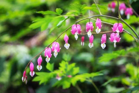 Bleeding heart Stock Photos
