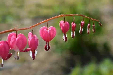 Bleeding heart Stock Photos