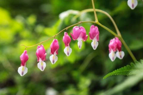 Bleeding heart Foto stock