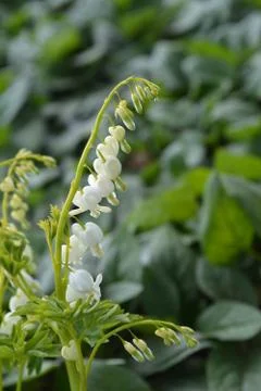 Bleeding heart Stock Photos