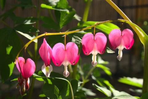 Bleeding Heart Stock Photos
