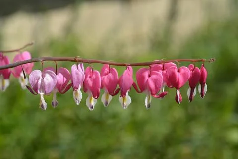 Bleeding heart Stock Photos
