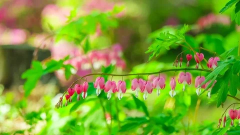 Bleeding heart spectabilis bloom in spring 스톡 동영상 74079198