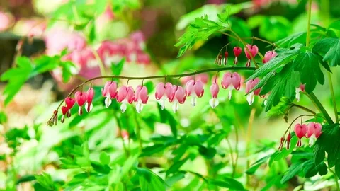Bleeding heart spectabilis bloom in spring 스톡 동영상 74079469