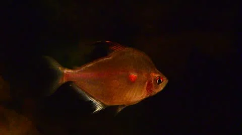 Bleeding Heart Tetra Fish Stock Footage 12518809