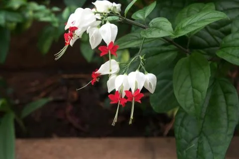 Bleeding Heart Vine in bloom. Stock Photos