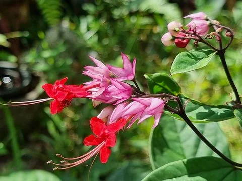 Bleeding-Heart Vine Close-Up Stock Photos