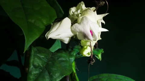 Bleeding heart vine 스톡 동영상 226088613