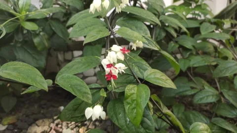 Bleeding Heart Vine Stock Footage 300313695