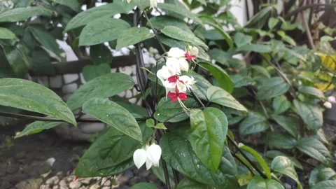 Bleeding Heart Vine Stock Footage 300313708