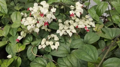 Bleeding Heart Vine Stock Footage 316564414