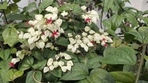 Bleeding Heart Vine Stock Footage 316564447