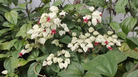 Bleeding Heart Vine Stock Footage 316564448