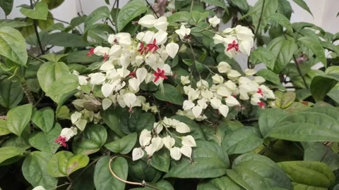 Bleeding Heart Vine Stock Footage 316564449