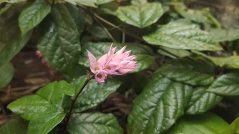 Bleeding Heart Vine Stock Footage 319514594