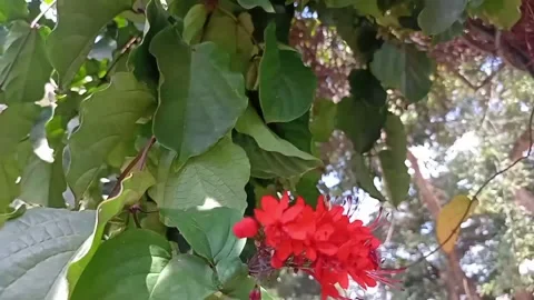 Bleeding heart vine or clerodendrum thomsoniae Stock Footage 323351973