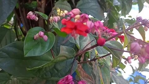 Bleeding heart vine or clerodendrum thomsoniae Stock Footage 323352482