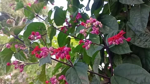 Bleeding heart vine or clerodendrum thomsoniae Stock Footage 323352498