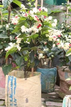 Bleeding heart vine or Flaming Glorybower flower and ornamental plant Stock Photos