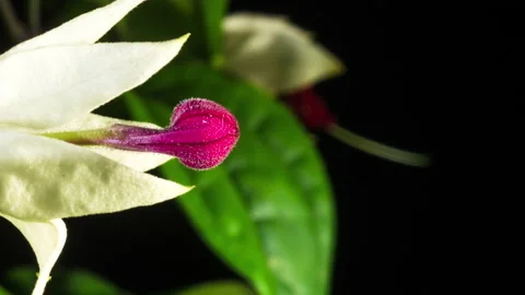 Bleeding heart vine time-lapse of deep blood red bud  bursting into Stock Footage 220772772