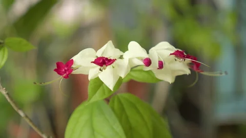 Bleeding Heart Vine Twining Evergreen Plant From Tropical West Africa Stock Footage 315513860