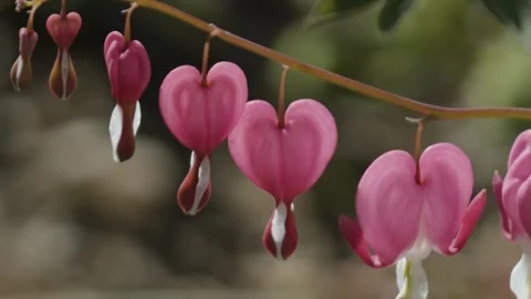 Bleeding Hearts in bloom Stock Footage 305069160